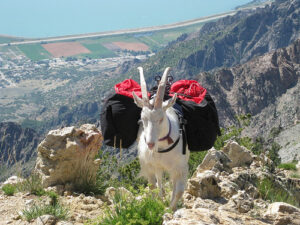 Rufus, my packgoat, after climbing 4000' and covering 9 miles of trail. Ben Lomond Peak is the location.